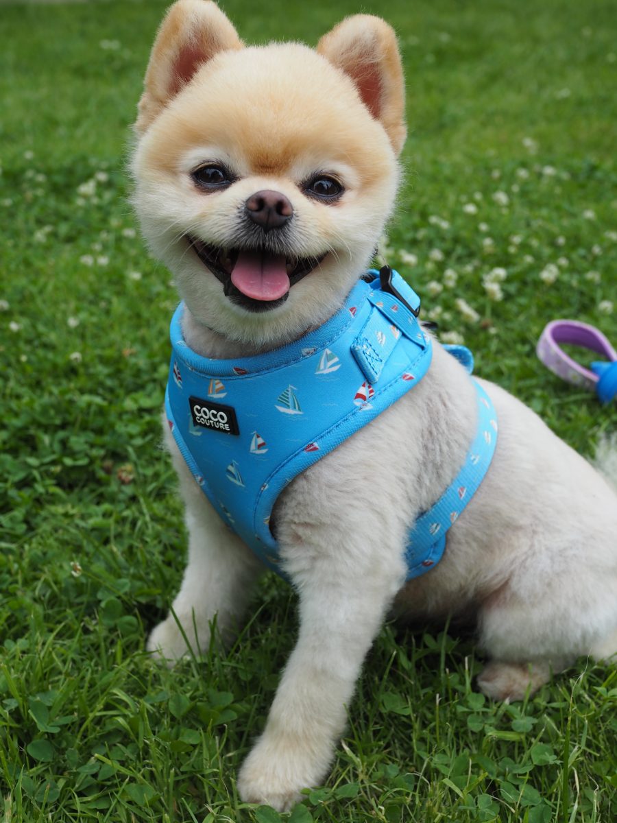 Seas The Day Adjustable Dog Harness – by Coco Couture