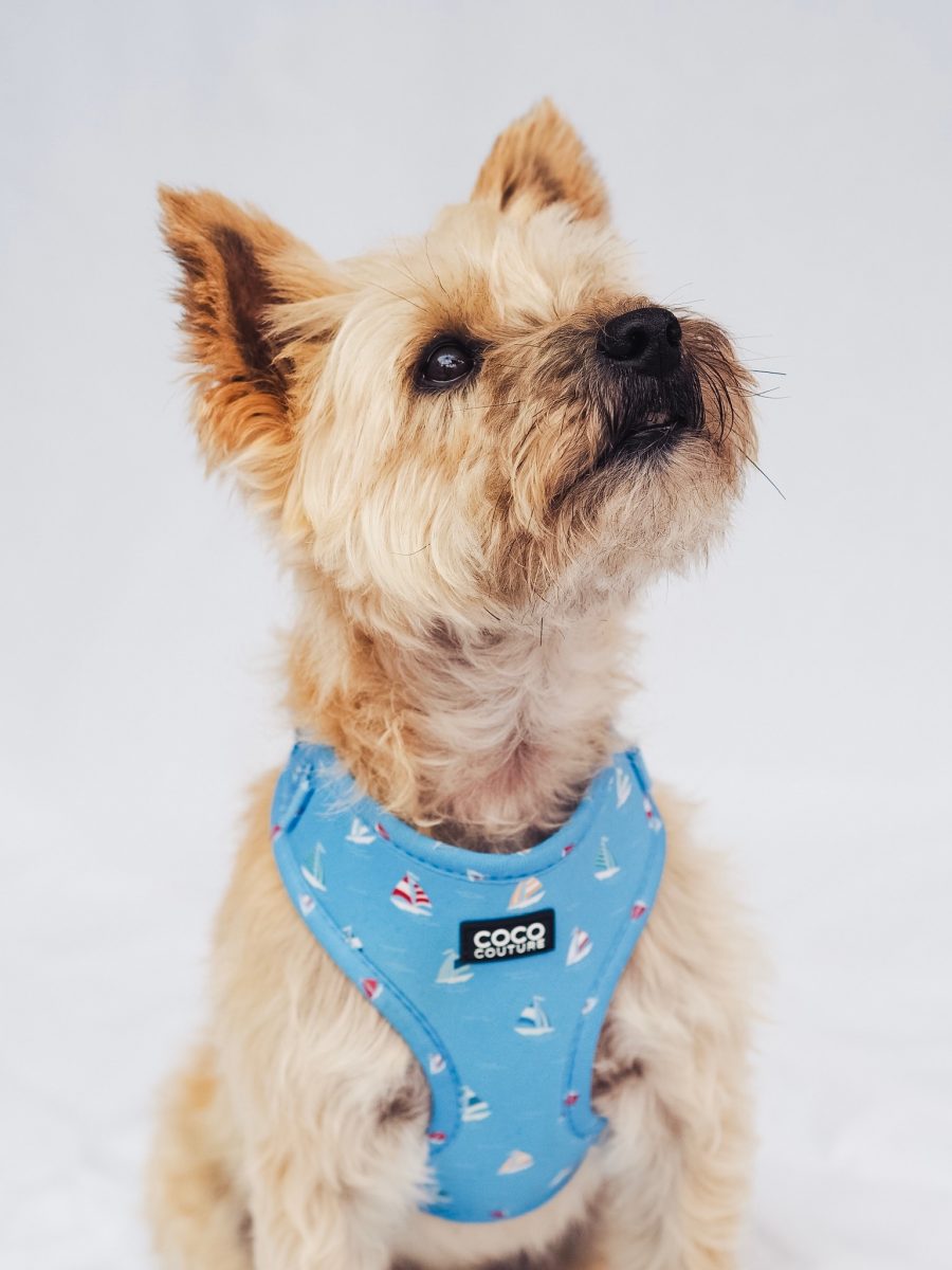 Seas The Day Adjustable Dog Harness – by Coco Couture