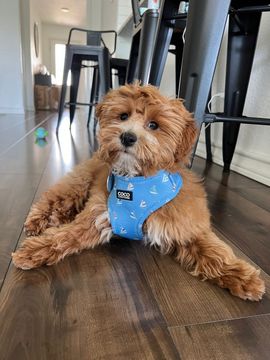 Seas The Day Adjustable Dog Harness – by Coco Couture