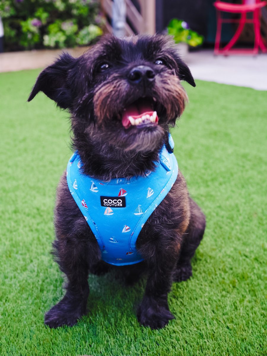 Seas The Day Adjustable Dog Harness – by Coco Couture