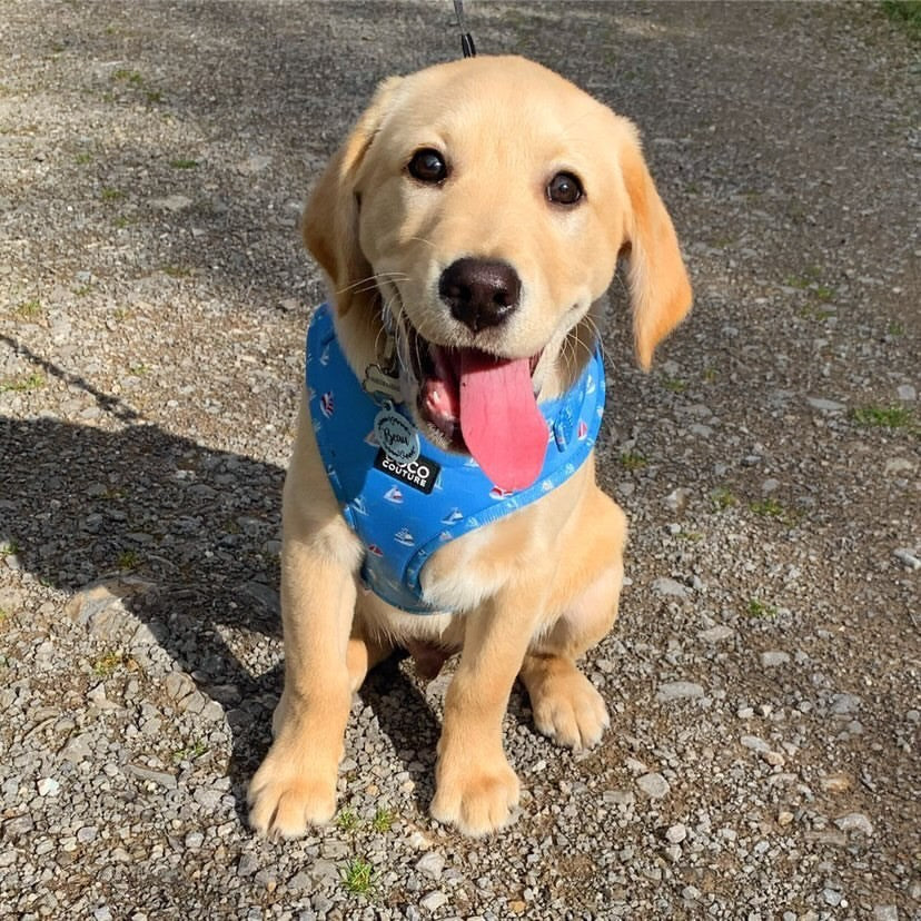Seas The Day Adjustable Dog Harness – by Coco Couture