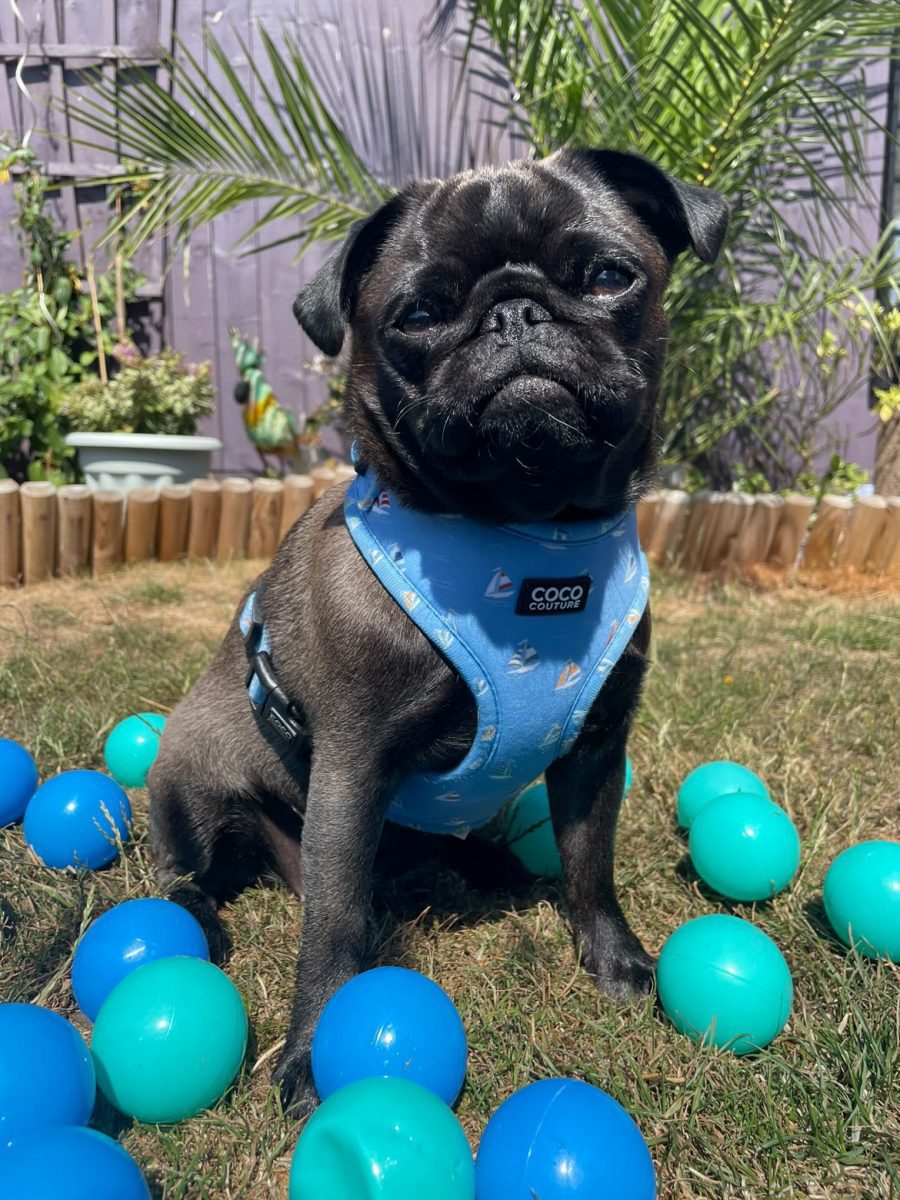 Seas The Day Adjustable Dog Harness – by Coco Couture