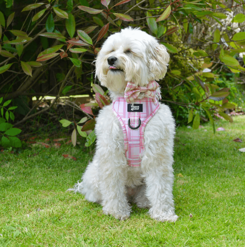 Oxford "Blush" Dog Bow Tie – by Flossie & Floof