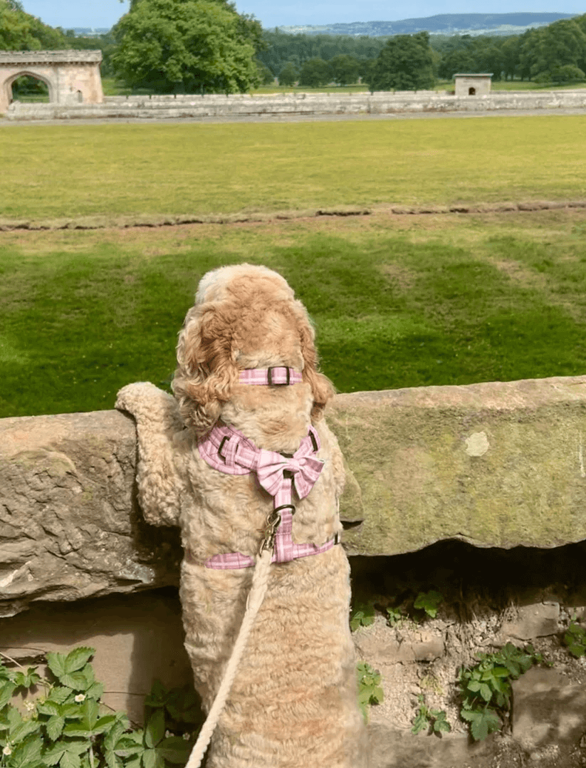 Oxford "Blush" Dog Bow Tie – by Flossie & Floof