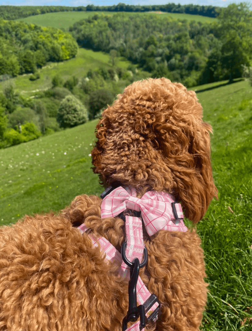 Oxford "Blush" Dog Bow Tie – by Flossie & Floof