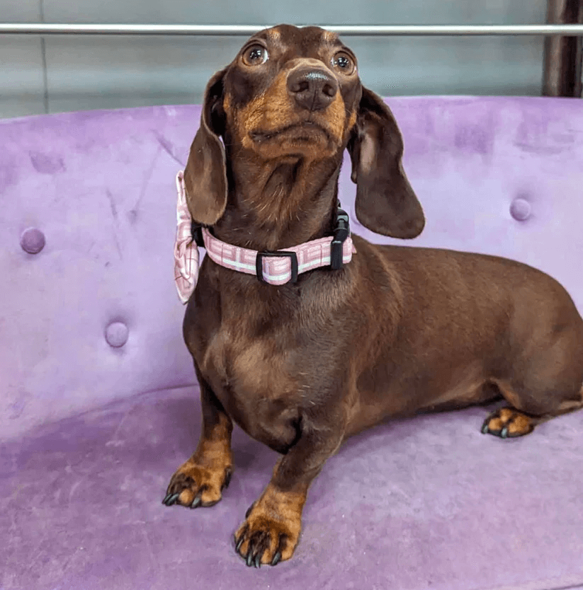 Oxford "Blush" Dog Bow Tie – by Flossie & Floof