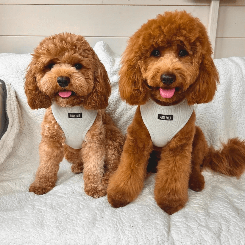 Dog Harness (Full Set) (Peppermint) – Dog Harness, Dog Collar, Dog Lead, Dog Poo Holder, Dog Bow Tie – by Furry Tails